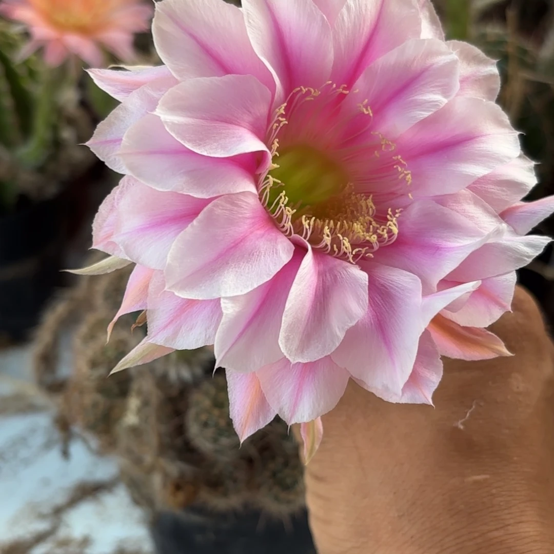 135 号脱花脱土实生仙人球