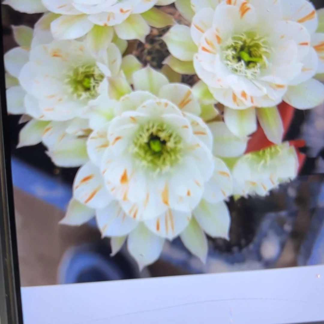 白啦斯丽花小/20包邮仙人球/53