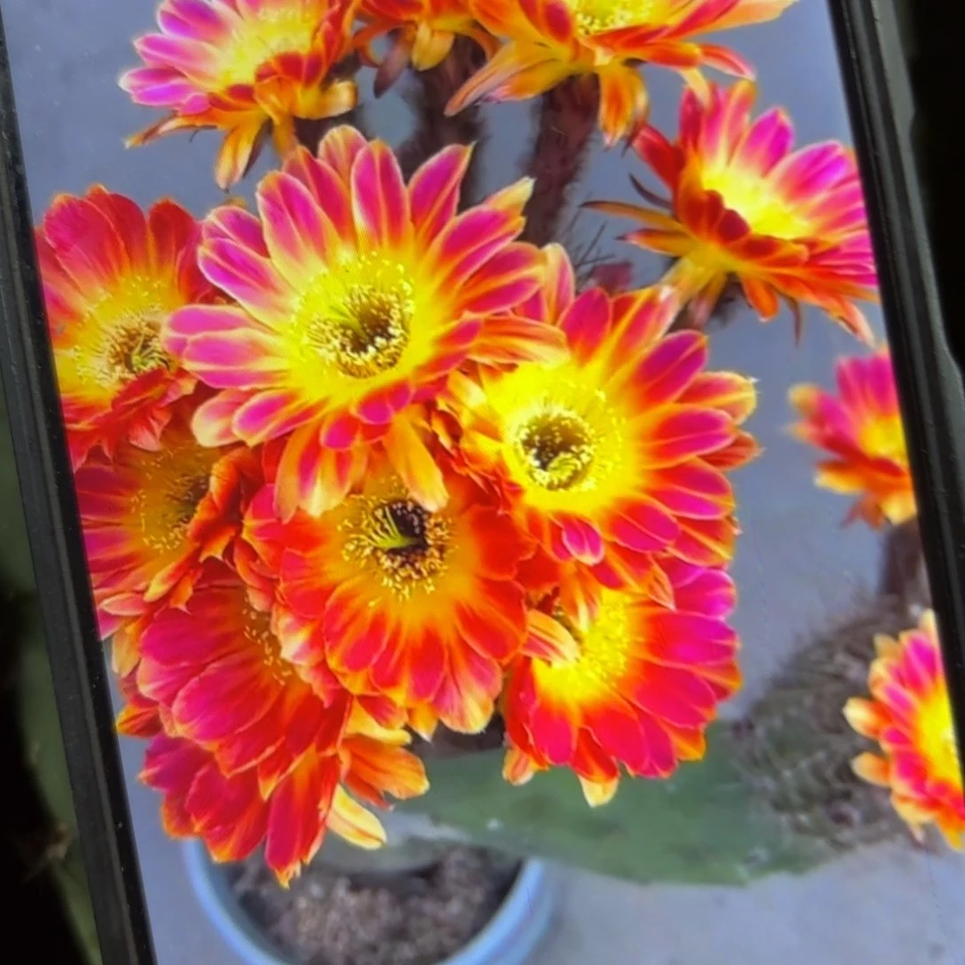 丽花姐妹41 //20包邮仙人球