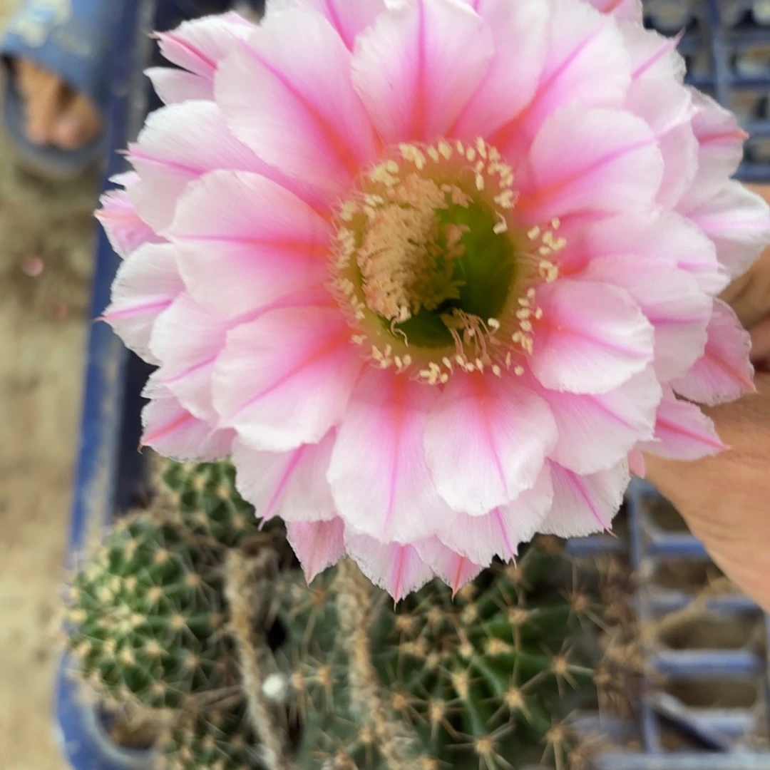 107 实生球脱花脱土