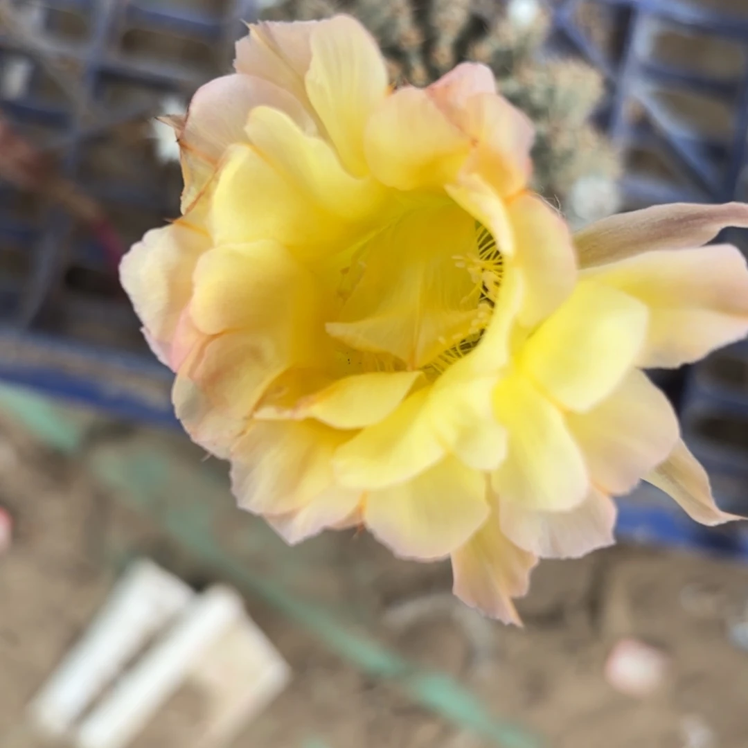 315 实生球20包邮脱花脱土