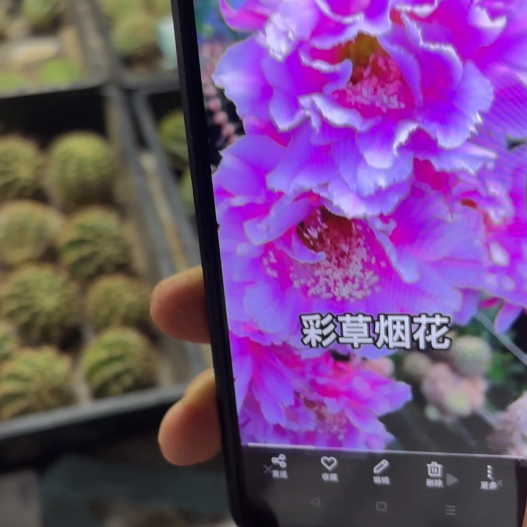烟花彩/20包邮仙人球30瑕