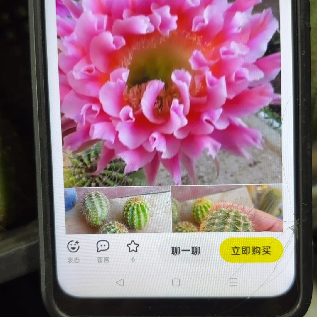 云羽彩侧牙歪20包邮5公分左右13