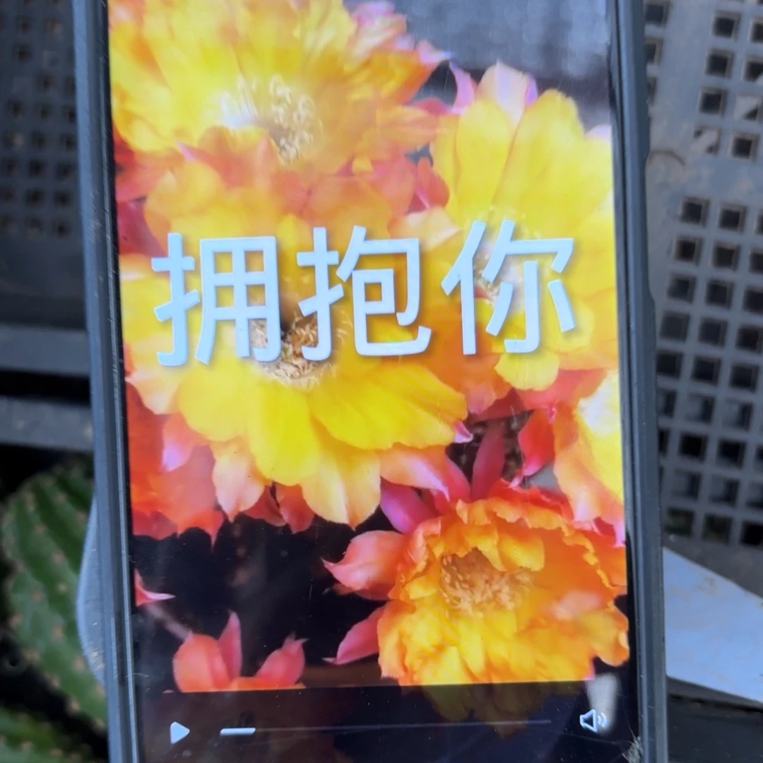 拥抱你彩/侧牙歪20包邮5公分左右14