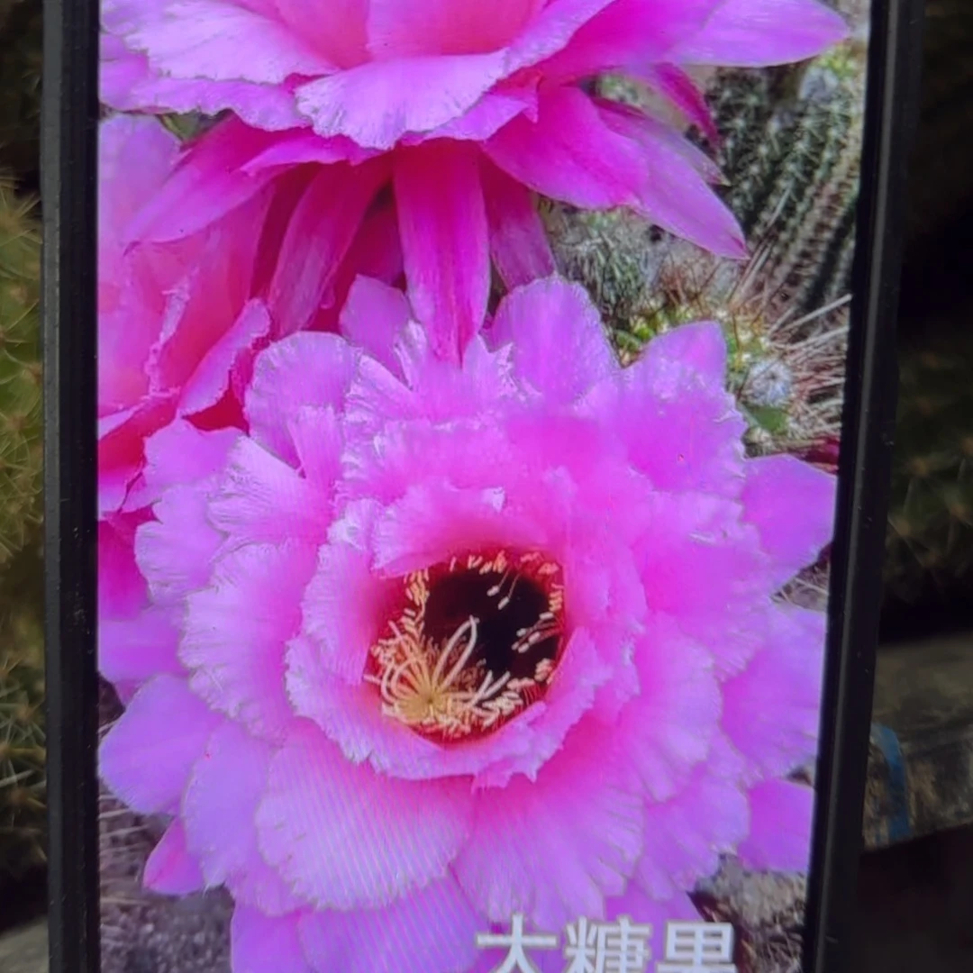 大唐果毛/侧牙歪20包邮5公分左右42