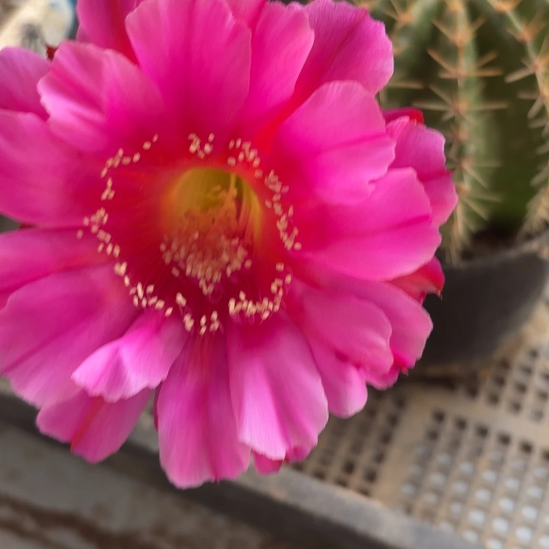 286 摘花脱土20包邮