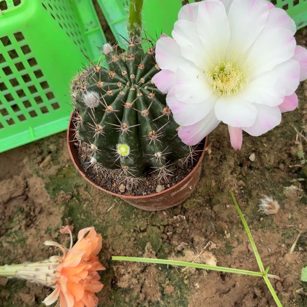 62 实生仙人球20包邮