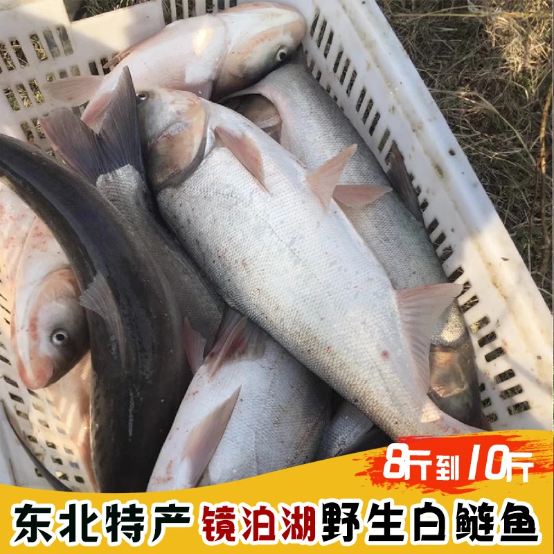 【丽莎小武】东北特产镜泊湖野生白鲢鱼8斤到10斤包邮