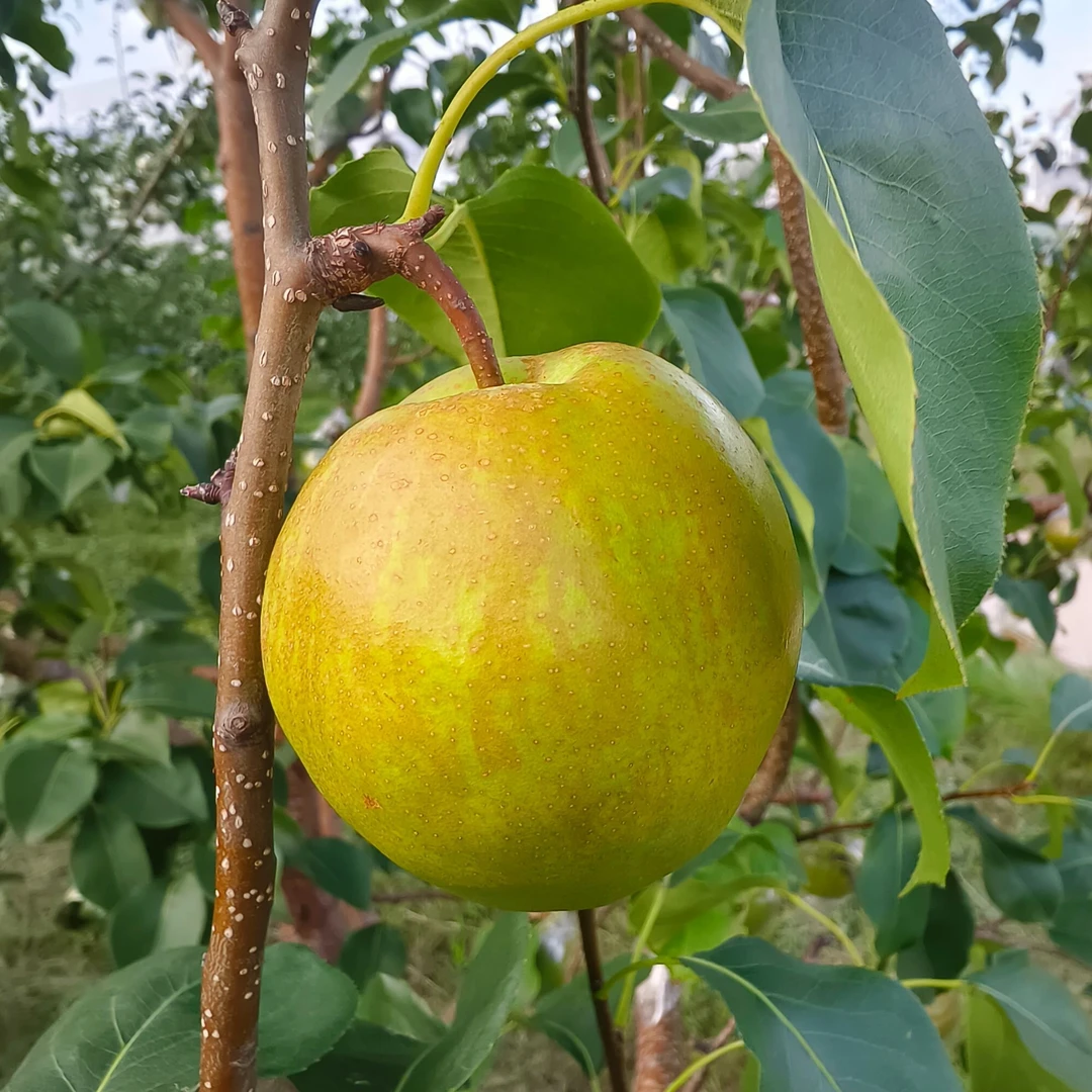 山西 晋中 寿阳 玉露香梨   香甜可口
