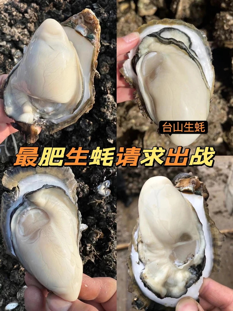 【台山白蚝精品】白蚝爽脆清甜蚝肉顺丰包邮