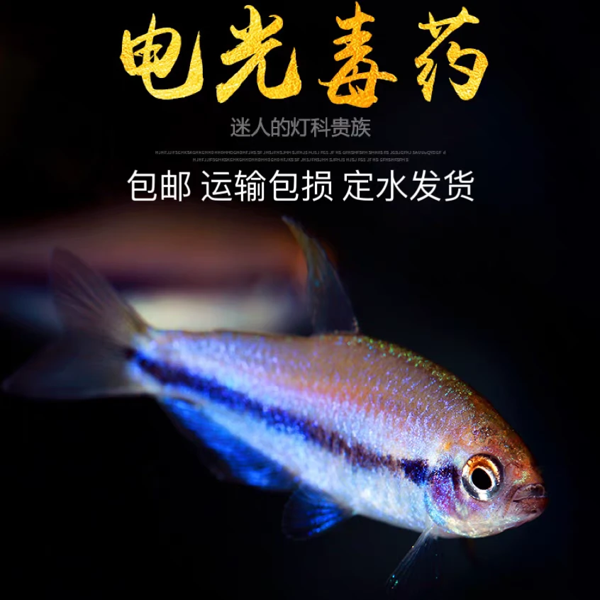 兴乐水族超级电光du药灯鱼小型南美稀有草缸群游灯科鱼活体