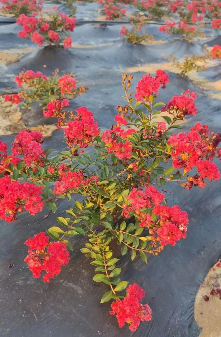 盆景盆栽花卉基地直播间链接一物一拍