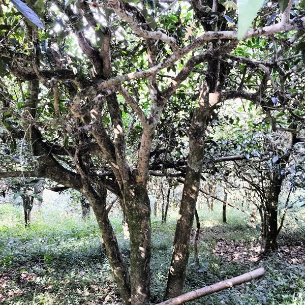 [景迈金丝红]2023年景迈金丝红150克普洱生茶