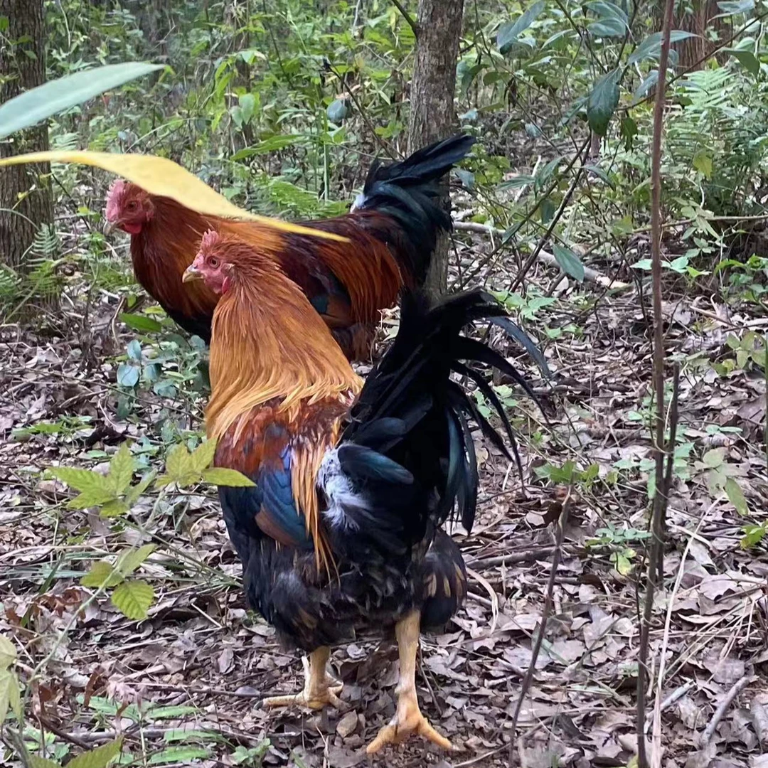 清远山林农家走地五谷杂粮大扇鸡320天以上.肉质紧实.皮脆肉Q弹