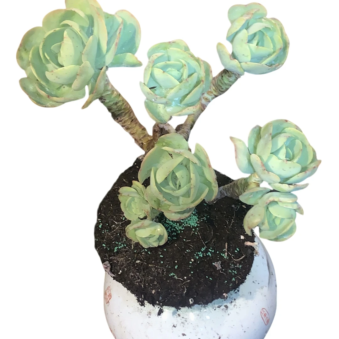 精品多肉老桩【飘枝多头碧桃】整桩无砍【轻微断枝不售后】