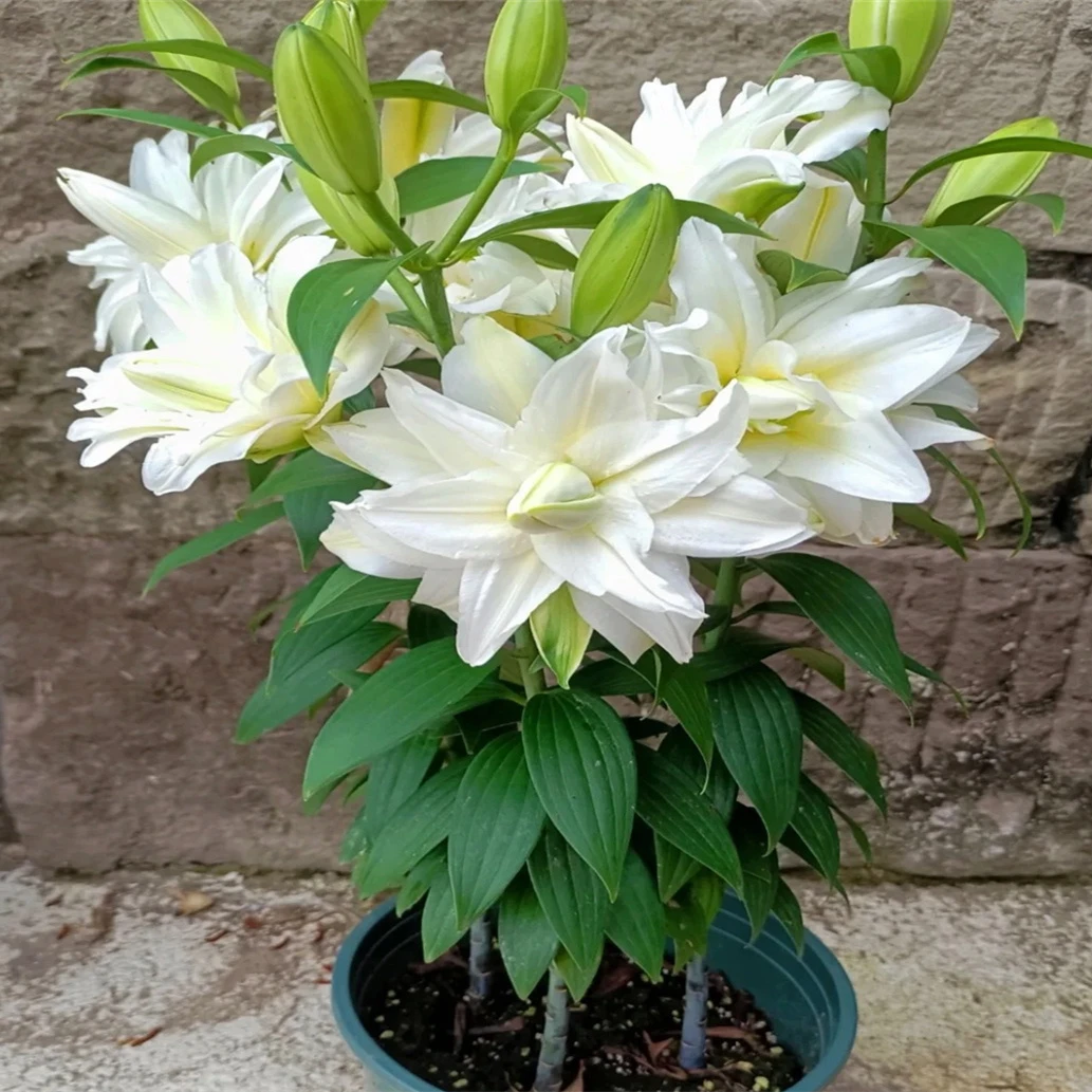 香水百合全国重瓣阳台庭院种球种植赏花低温四季春夏秋冬带芽进口