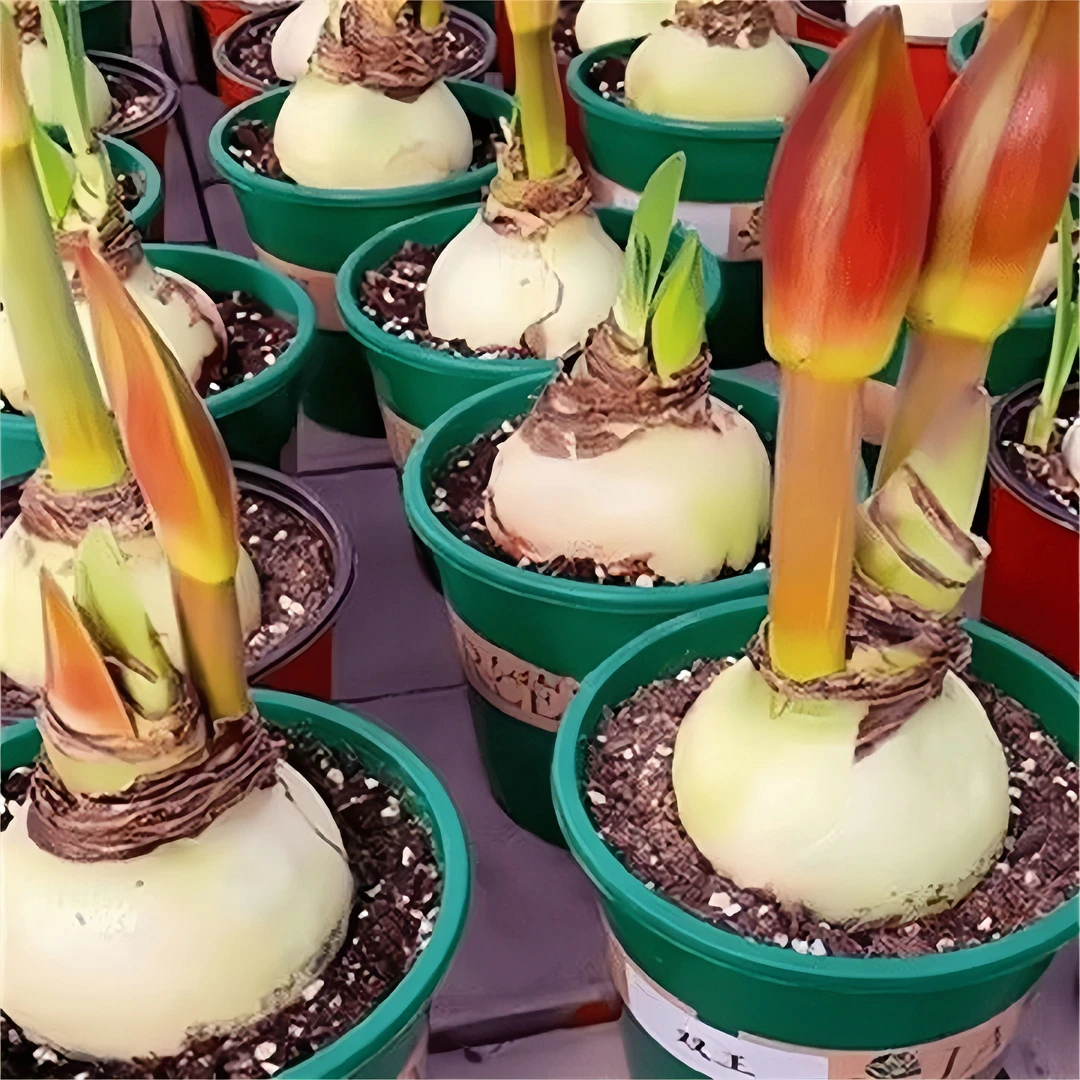 客厅绿植【常年开花】重瓣大花澳朱进口花卉朱顶红种球盆栽植物洋朱