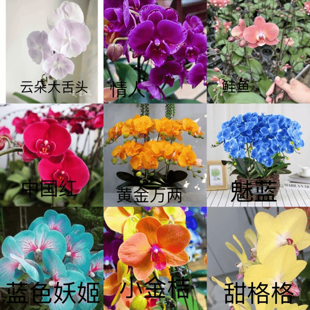 蝴蝶兰苗1.7寸杯小苗9色组合