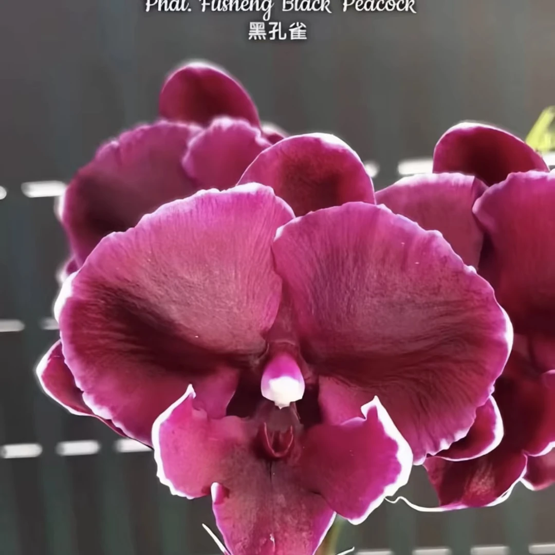 蝴蝶兰苗黑孔雀92