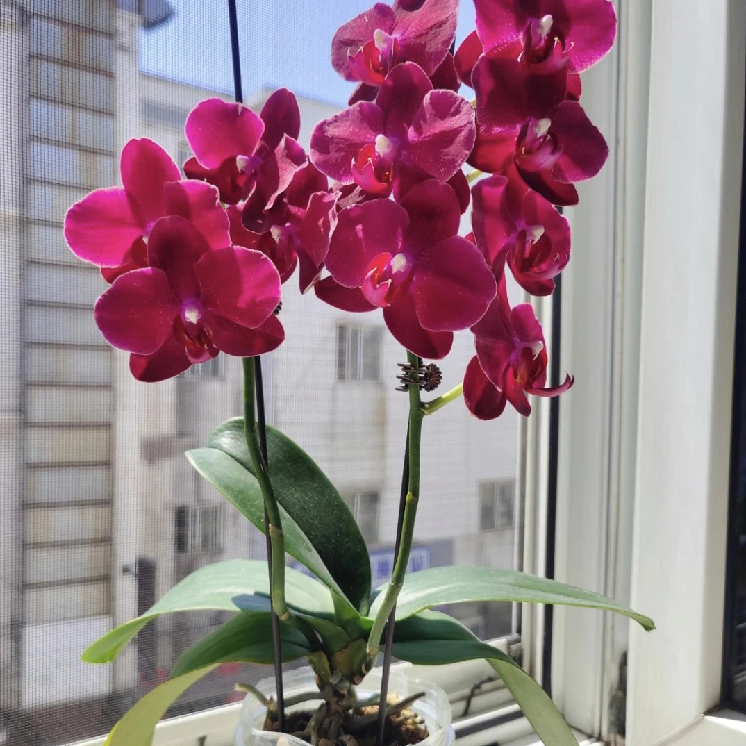 蝴蝶兰苗拉菲23.