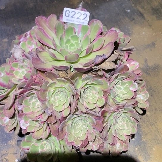 多肉植物法师222安娜