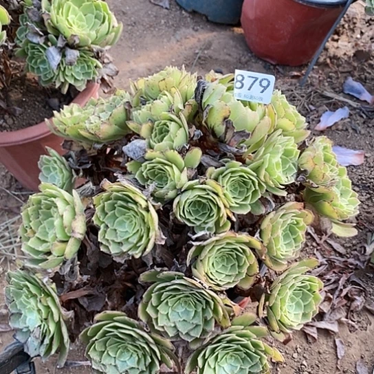 多肉植物法师879莲花