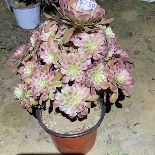 多肉植物法师739红彤白