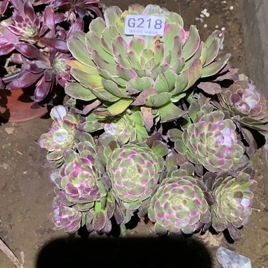 多肉植物法师218紫妍