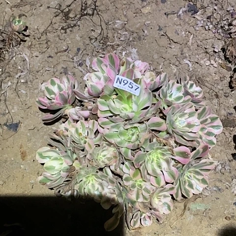 多肉植物断枝不包957女巫