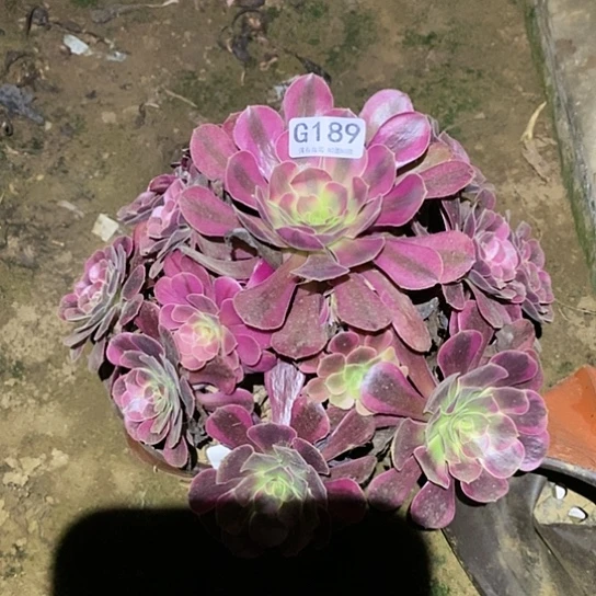 多肉植物法师189凤冠