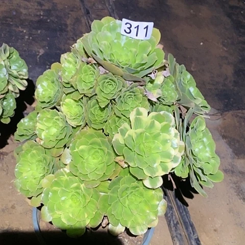 多肉植物断枝不包311五彩琉璃