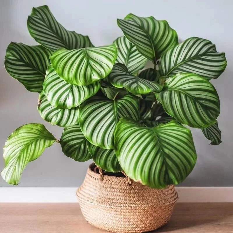 青苹果竹芋水土养大叶网红竹芋室内卧室净化空气四季常青水培植物
