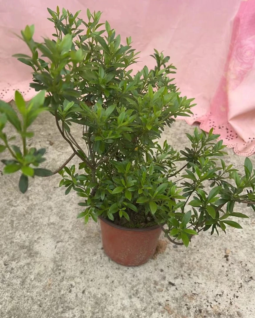 拾雅风舍杜鹃杯苗
