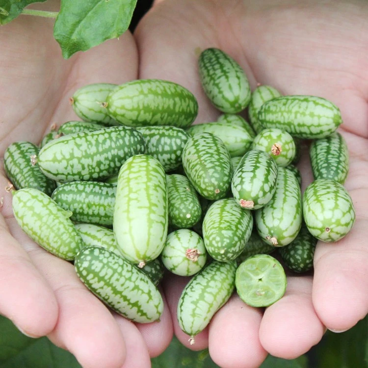 拇指西瓜种子春季夏季迷你西瓜蔬菜播种阳台盆栽种植四季水果种子