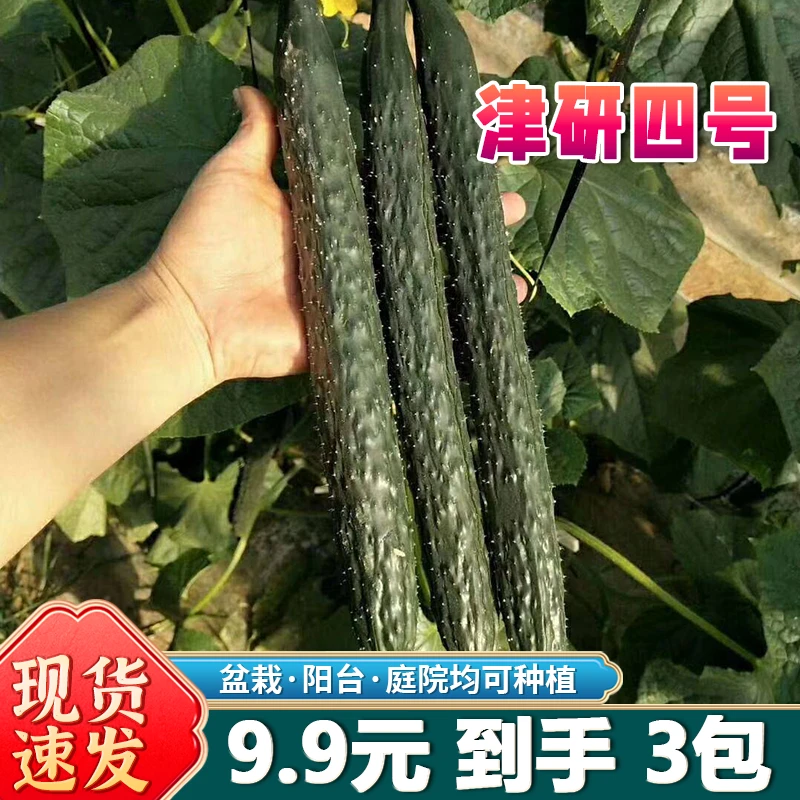 【津研四号密刺黄瓜种子】老品种黄瓜家庭小院阳台盆栽种