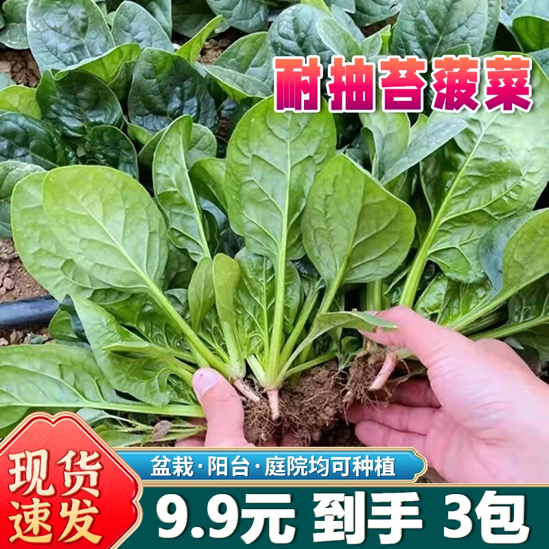 【耐抽苔菠菜种子】四季耐热耐寒庭院盆栽播种高产蔬菜种籽