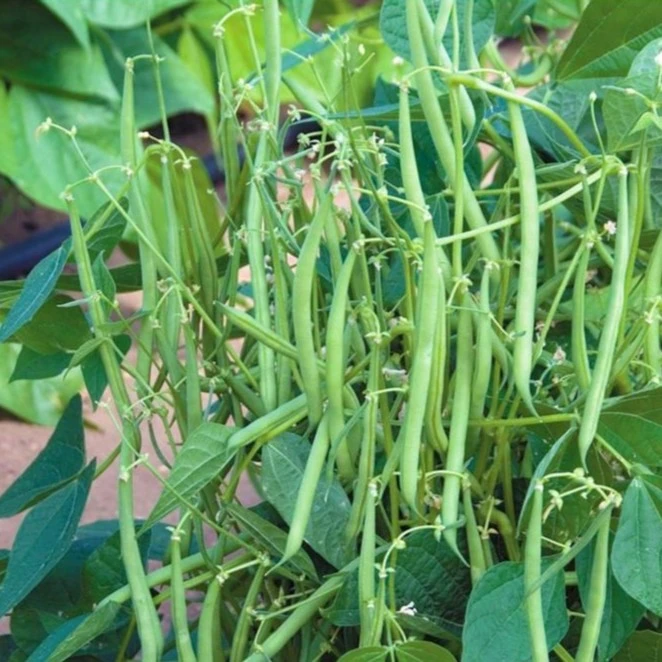 无架豆四季豆种子蔬菜孑不搭架无筋春季夏季播种农家小院蔬菜种子