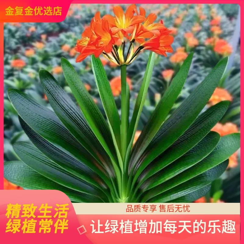 正宗君子兰盆栽绿植花卉老苗四季好养多肉室内桌面圆头和尚