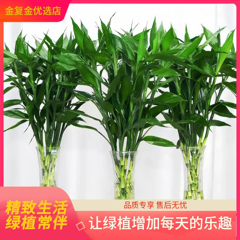 大号富贵竹水培植物鸿运竹室内外客厅办公室招财竹子四季常绿好养
