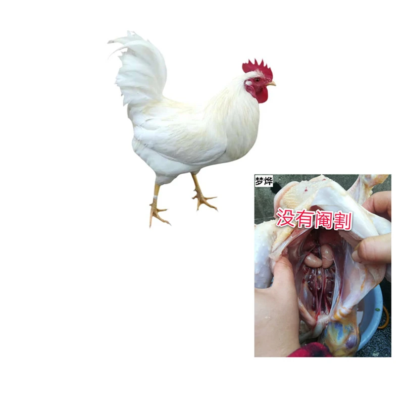 农家散养纯白无杂毛公鸡活鸡2斤—4斤现货现顺丰包邮