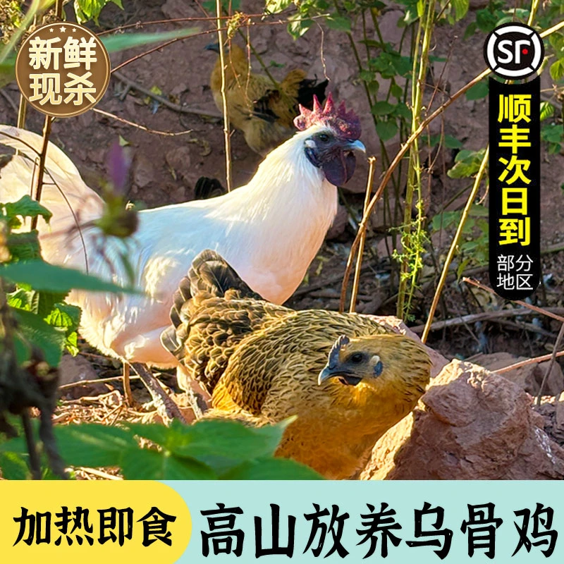 湖南雪峰乌骨鸡手工柴火现炒整只熟食炒鸡加热即食真空顺丰包邮