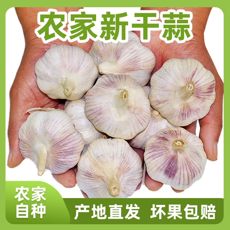 【农家土蒜】5斤2024年新干蒜1斤3斤河南紫白皮新晒干大蒜头可种
