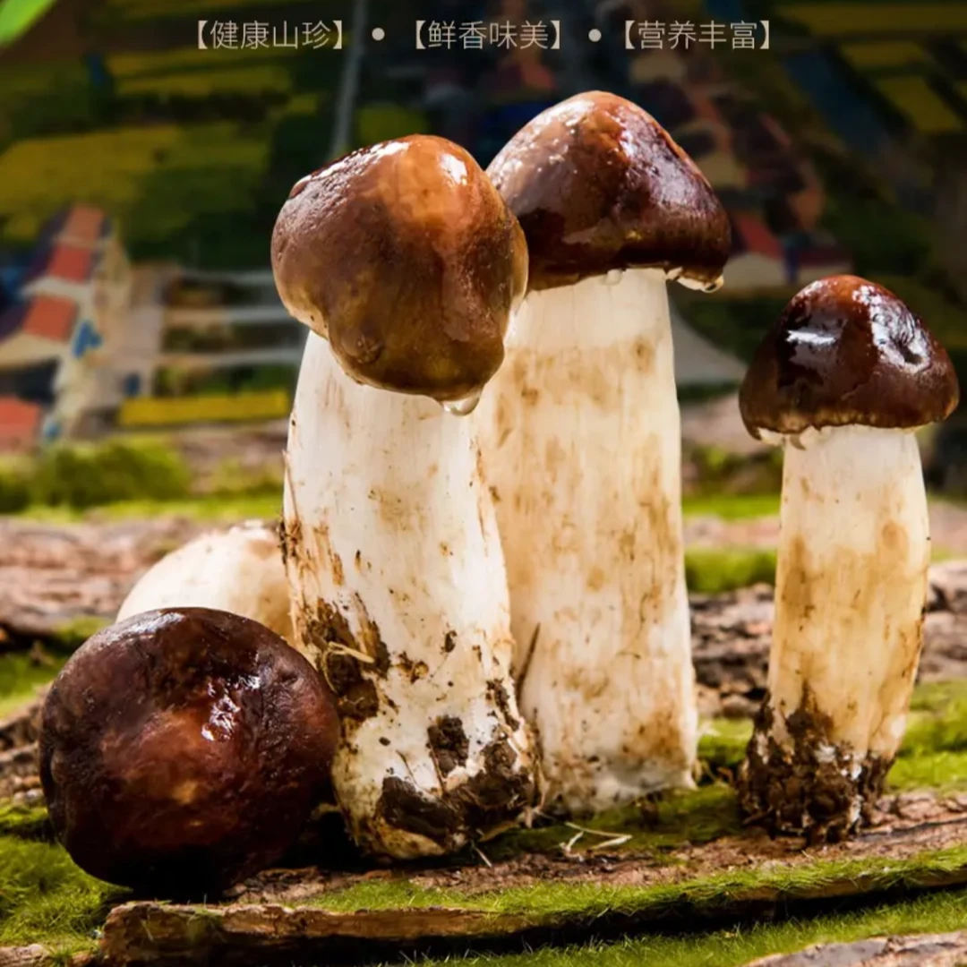 四川赤松茸仿野生种植保鲜食用美味采摘新鲜自然鲜姬松茸