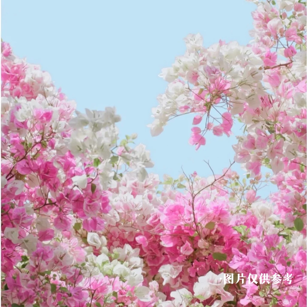 漳州红樱·百变花蝴蝶粉白变色四季勤花三角梅
