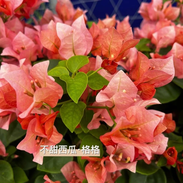 【高飘】不甜西瓜·四季勤花爬藤垂钓三角梅b