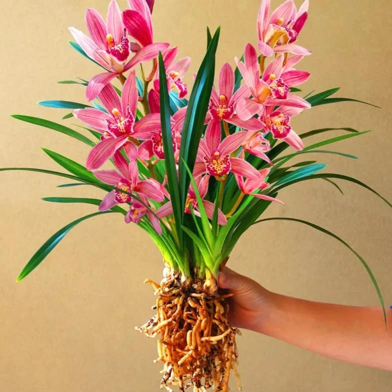 兰花建兰四季兰兰