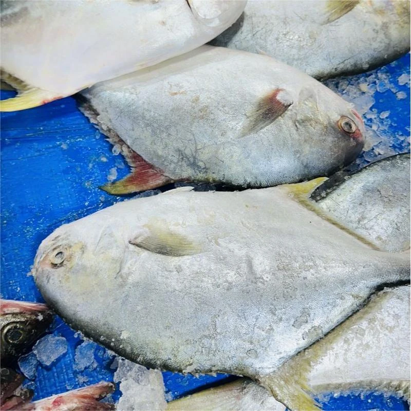 【隋隋家】整条深海金鲳鱼新鲜海捕冷冻海鱼顺丰