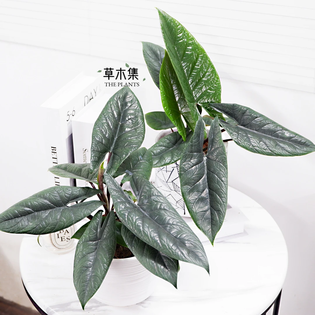 板盾海芋竹芋甲骨文海芋 炼狱蝰蛇盆栽绿植小众Alocasia scalprum