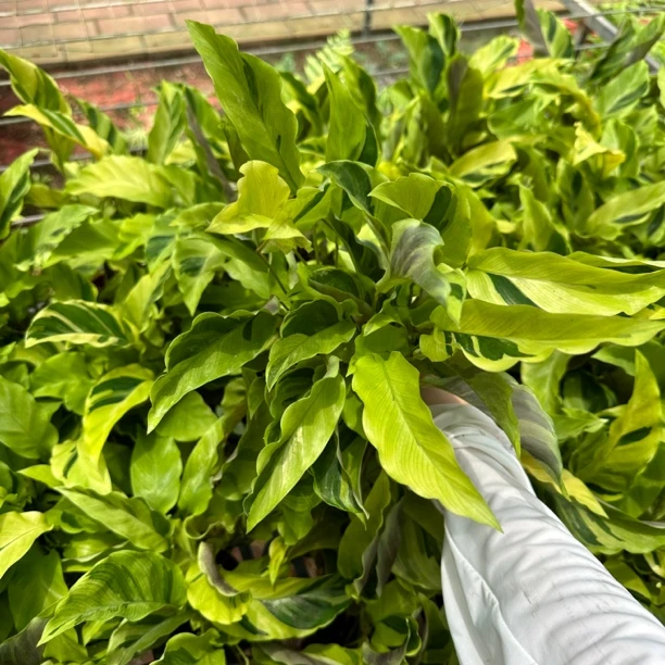 黄油画竹芋喜湿植物耐荫
