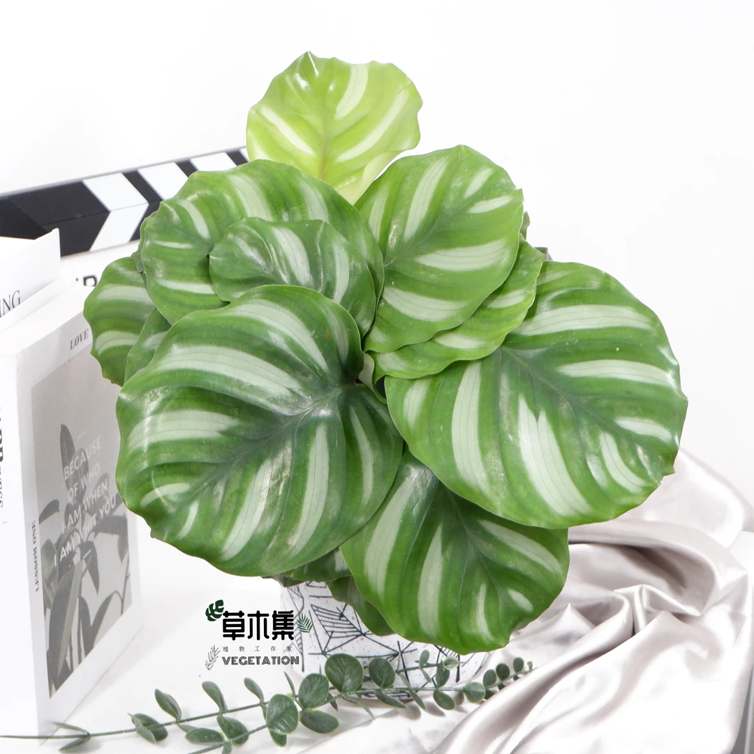 彩苹果新品种竹芋室内喜湿植物小众ins北欧风好养